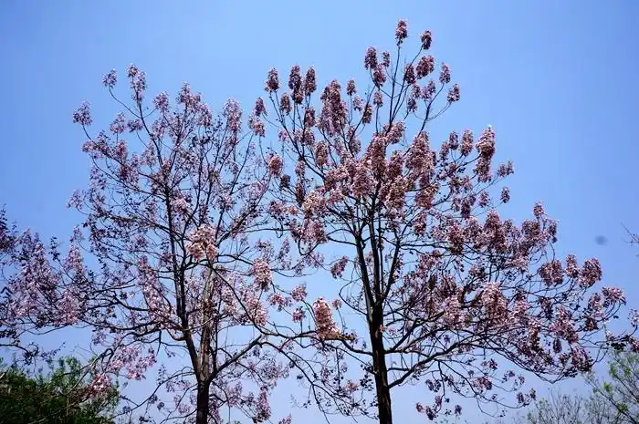 上一页 下一页 作品名称: 美丽的梧桐花  作品描述: 一束束紫色的梧桐