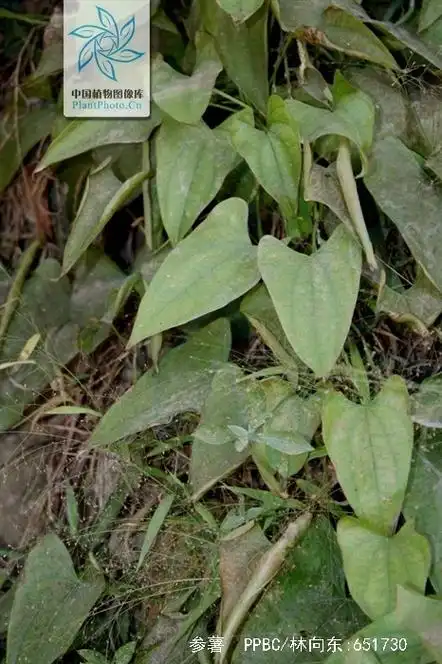 p>毛薯,中药名.为薯蓣科薯蓣属植物参薯 i>dioscorea alata /i> l.