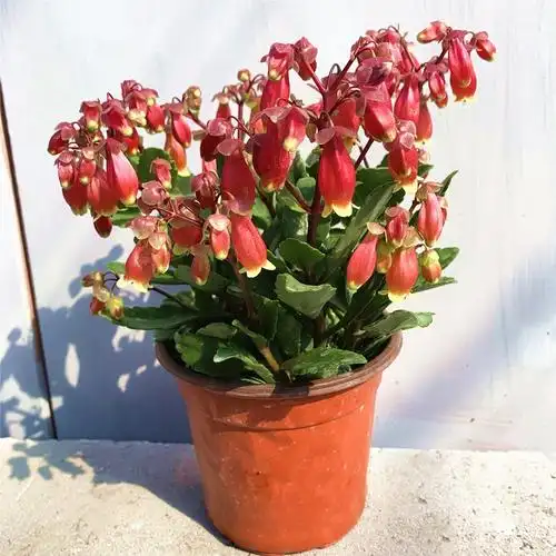 长寿花 重瓣宫灯长寿花 宫灯长寿 带花苞原盆原土发货 耐热室内阳台