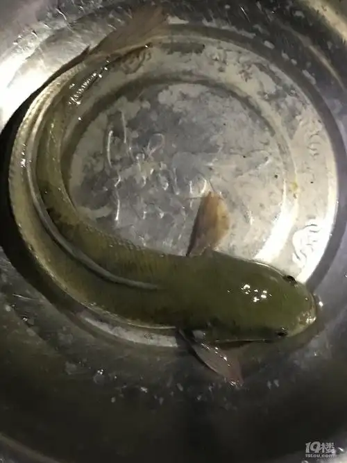 楼友们 这个什么鱼