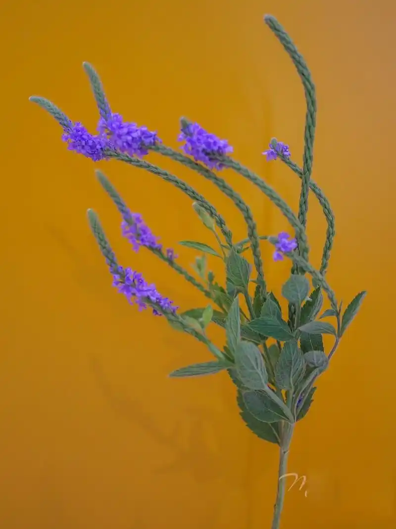 它是真的假马鞭草!