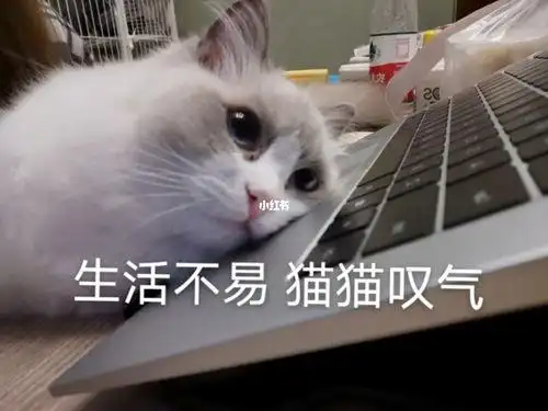生活不易猫猫叹气是什么梗出自哪