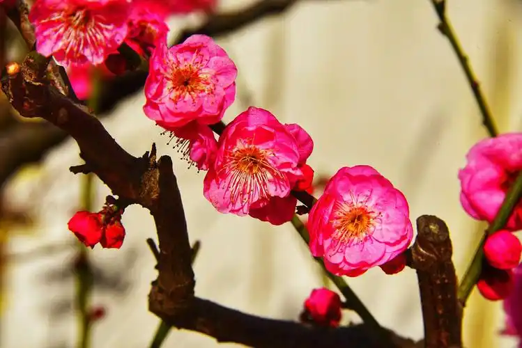 红梅与腊梅竟艳,盆景与美景争辉,2019年新春佳节,大年初一给你拜年了!