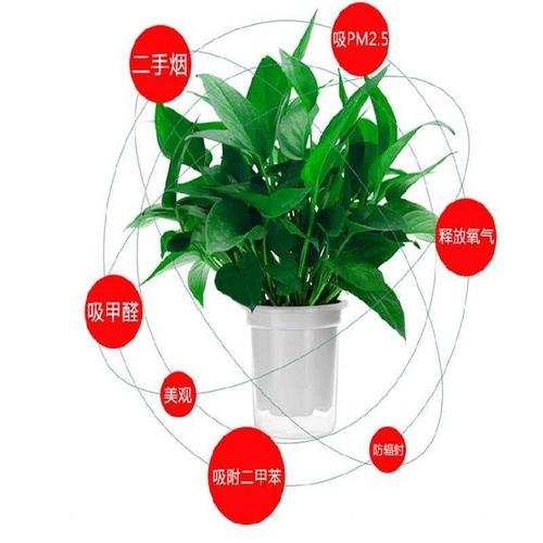 绿萝盆花盆自动吸水花卉花瓶水养小摆件懒人盆栽室内养花杯玻璃大