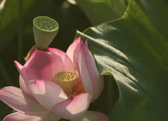 荷花莲子,魂牵梦绕…… 拍摄于6月15日清晨