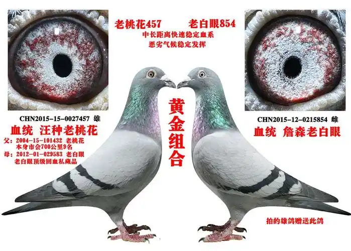 首 页  铭 鸽  新鸽上架  推荐铭鸽  定价鸽  信鸽拍卖 黄金配对