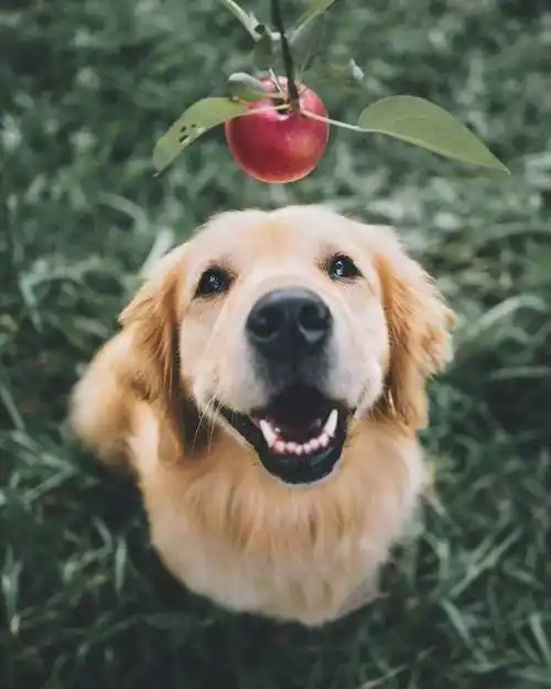 金毛的治愈笑容,是我躲不过的温暖力量了.