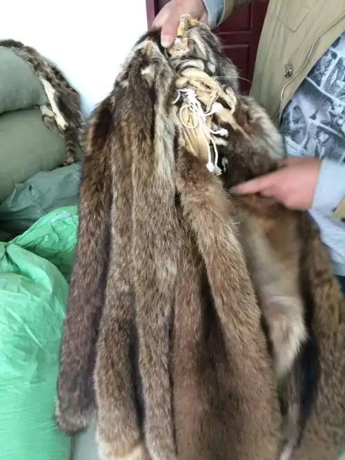 出售xxl号美洲貉子皮货源稳定价格合理