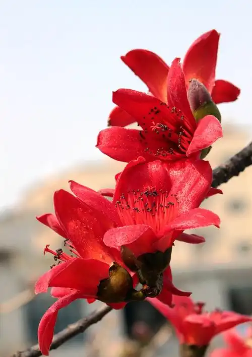 木棉【文/近朱者赤】 - 美篇