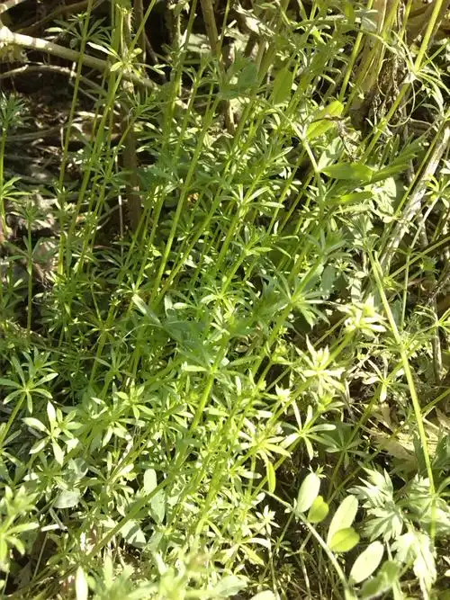 虽然你不知道它们叫什么但是看见它们的第一眼就深深