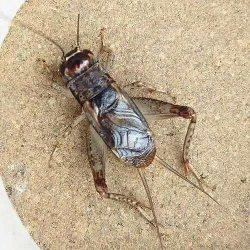 今年战将草紫黄翅子