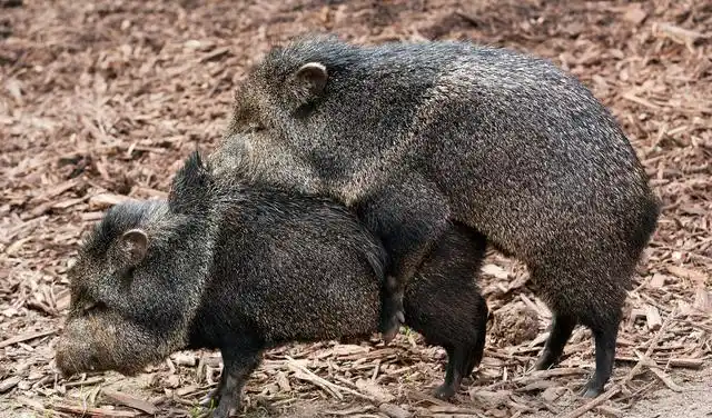 日本福岛出现放射性杂交野猪频繁变异的动物背后原因令人无奈