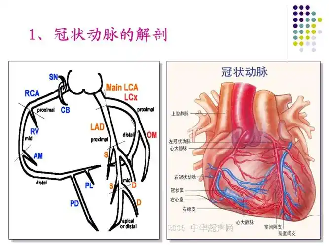 冠状动脉粥样硬化性ppt