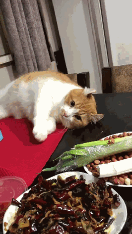 一个懒腰就吃到了花生米,这个猫咪真的是太聪明了!