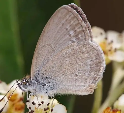 蝶有很多种,你见过这个灰蝶吗?