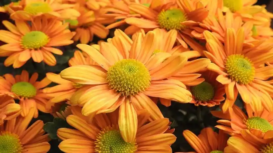 尼康p900s——俯拍花