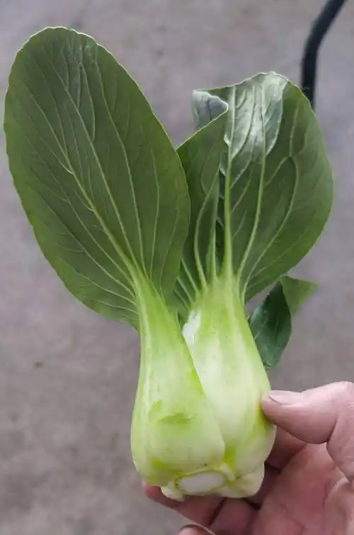 口感更嫩更好吃的青菜老品种长得很慢特别耐抽苔赶紧安排