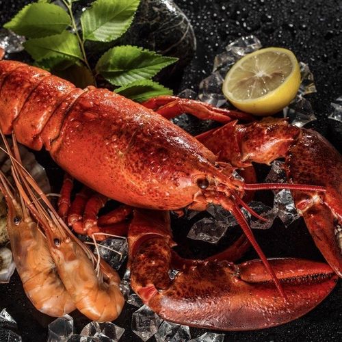 波士顿龙虾大波龙鲜活海鲜速冻澳洲澳龙超大特大1只装1至10斤海产