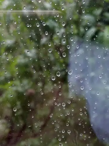 窗外小雨淅淅屋内满眼绿意