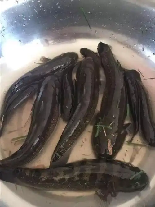 我们这叫它蟹虎鱼用虾钓效果最好