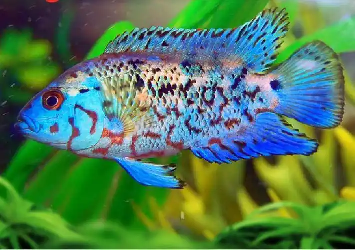 热带鱼品种大全图近百种热带鱼欣赏