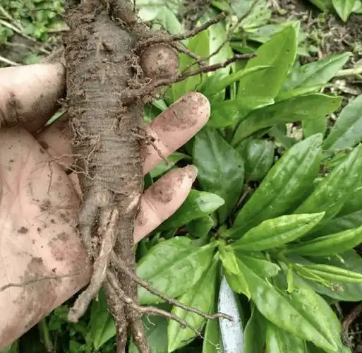 山地里有1种"福参",俗称"土人参",挖1棵少1棵,根茎珍贵_植物_块茎