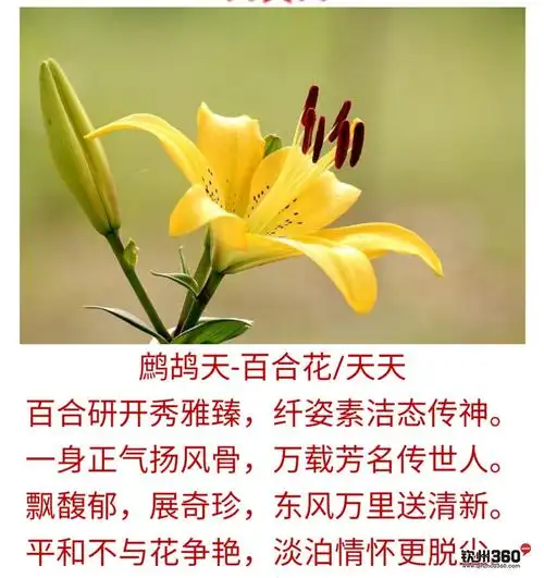 天天诗社咏百合花诗会
