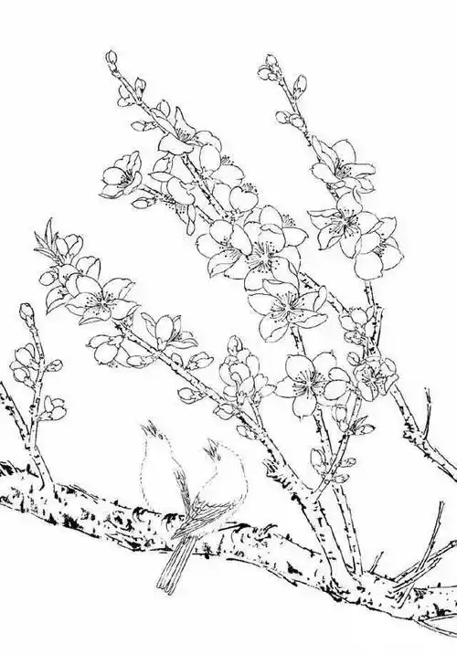 工笔桃花白描,美
