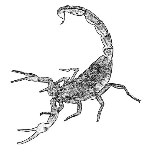 速求蝎子的素描!