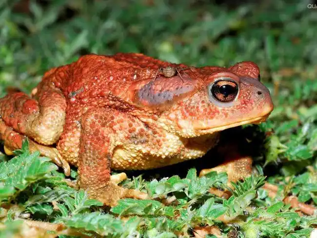 红眼蟾蜍