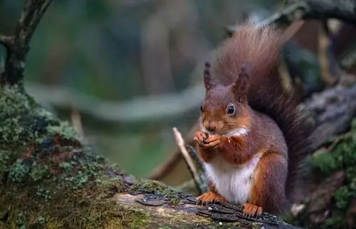 年度奇趣野生动物摄影大赛获奖作品