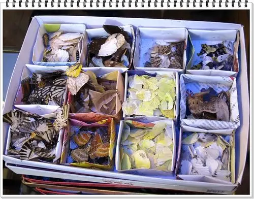 蝶翅画请您欣赏