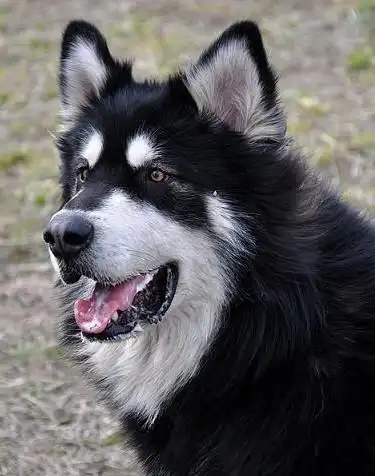 无奈 出售超级巨型双血统 阿拉斯加