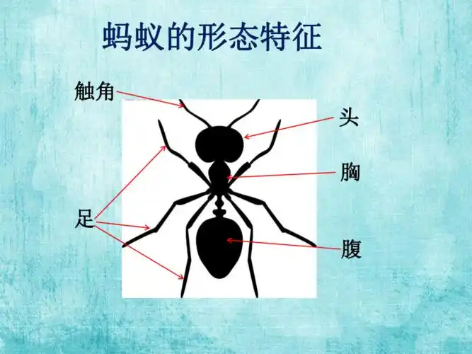 沪教版2015一年级下册科学课件2各种各样的动物生活中的蚂蚁课件11ppt