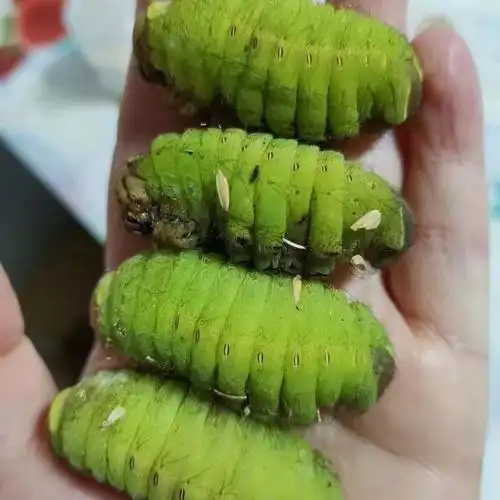 东北柞蚕新鲜壳里大蚕青蚕鲜活冷冻蚕宝宝净蚕其它羊肉类