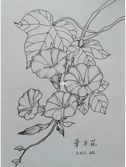 牵牛花线描