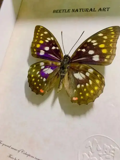 昆虫标本 大紫蛱蝶 日本国蝶 工艺品摆件礼物【小明虫社】x【rlyl的