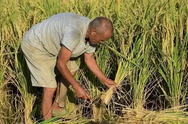 但是,农民种地本身就是一种贡献了,不能让他们流汗再流泪.
