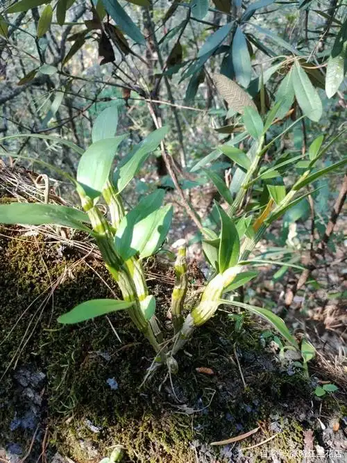 全部是野生兰花开花