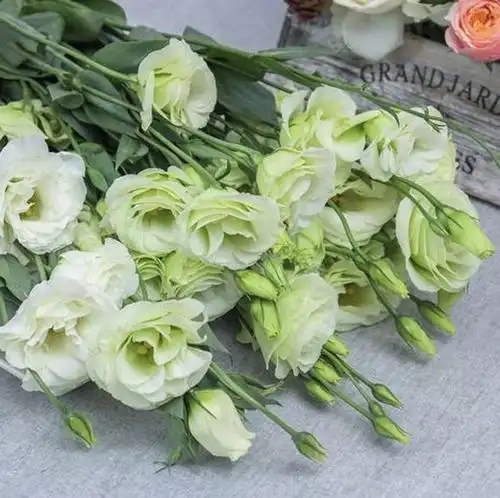 6yjg洋桔梗绿色-0.6kg/扎 - 阅花鲜花