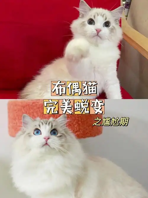 布偶猫完美蜕变之尴尬期