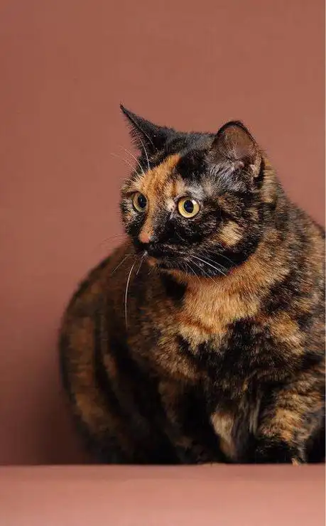 求领养一只玳瑁色猫咪,可适当小偿!