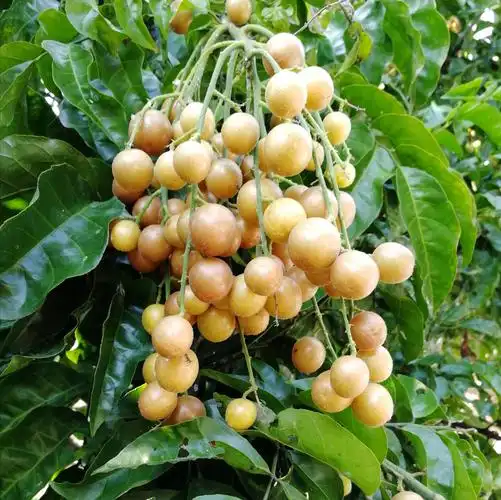 黄皮果裂果的难题是什么?这几点操作是关键