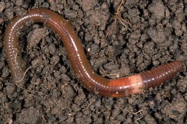 蚯蚓钓鲫鱼的技巧