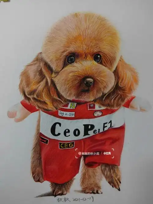 彩铅画毛绒绒可爱泰迪色号步骤