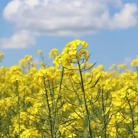 油菜花头像,用油菜花头像来开黑组队,也是不错的