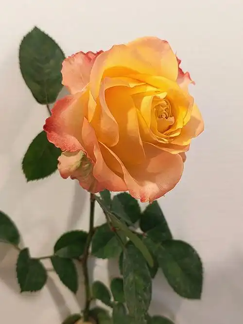 油画蒙娜丽莎月季