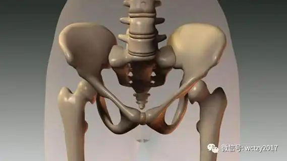 新疆骨盆整复耻骨联合闭合术偏重