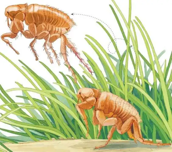 小小的跳蚤怎么能跳得那么高万物了不起69