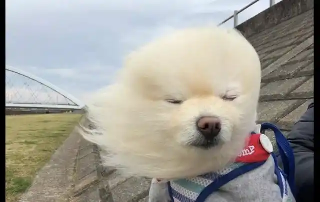 虽然有点心疼博美,但是看到它这个模样表情,原谅我忍不住笑出声来!